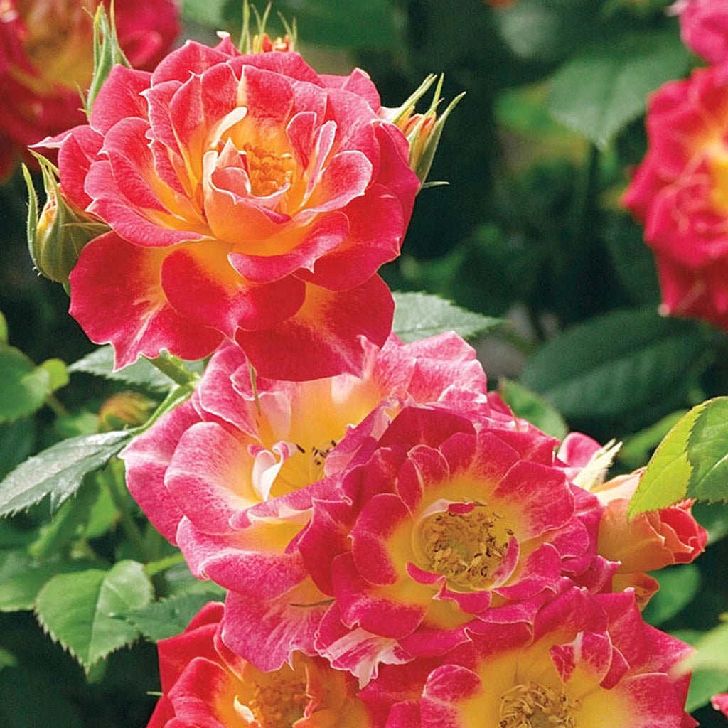 Shop Rose Tiddly Winks | Rose Bushes and Plants | Breck's