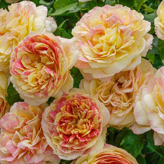 Pop Art™  Grandiflora Rose