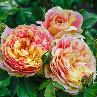 Pop Art™  Grandiflora Rose