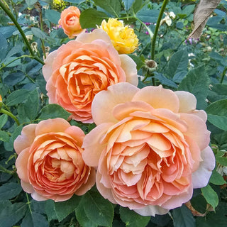 Forever Amber™ Floribunda Rose