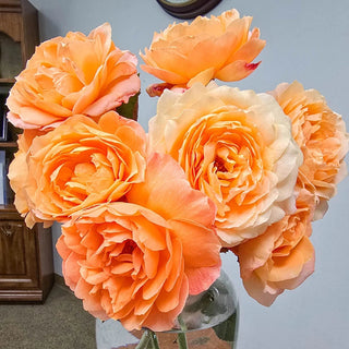 Forever Amber™ Floribunda Rose