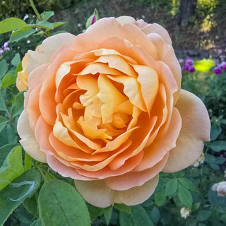 Forever Amber™ Floribunda Rose