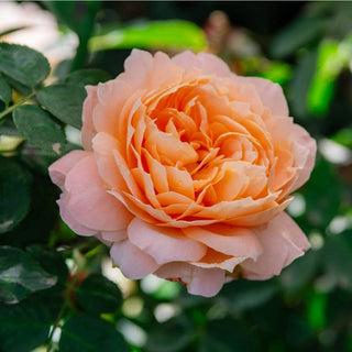Forever Amber™ Floribunda Rose