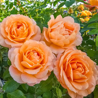 Forever Amber™ Floribunda Rose