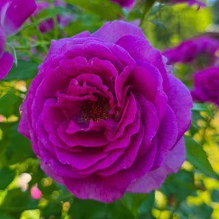 Sweet Madame Blue™ Floribunda Rose