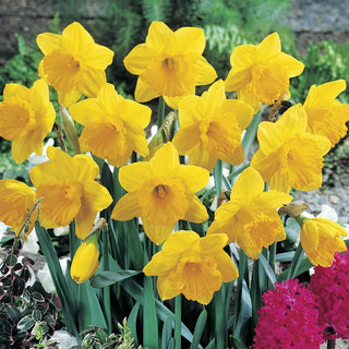 Dutch Master Daffodil Super Sak