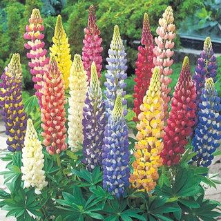 Lupines Mixture Super Sak