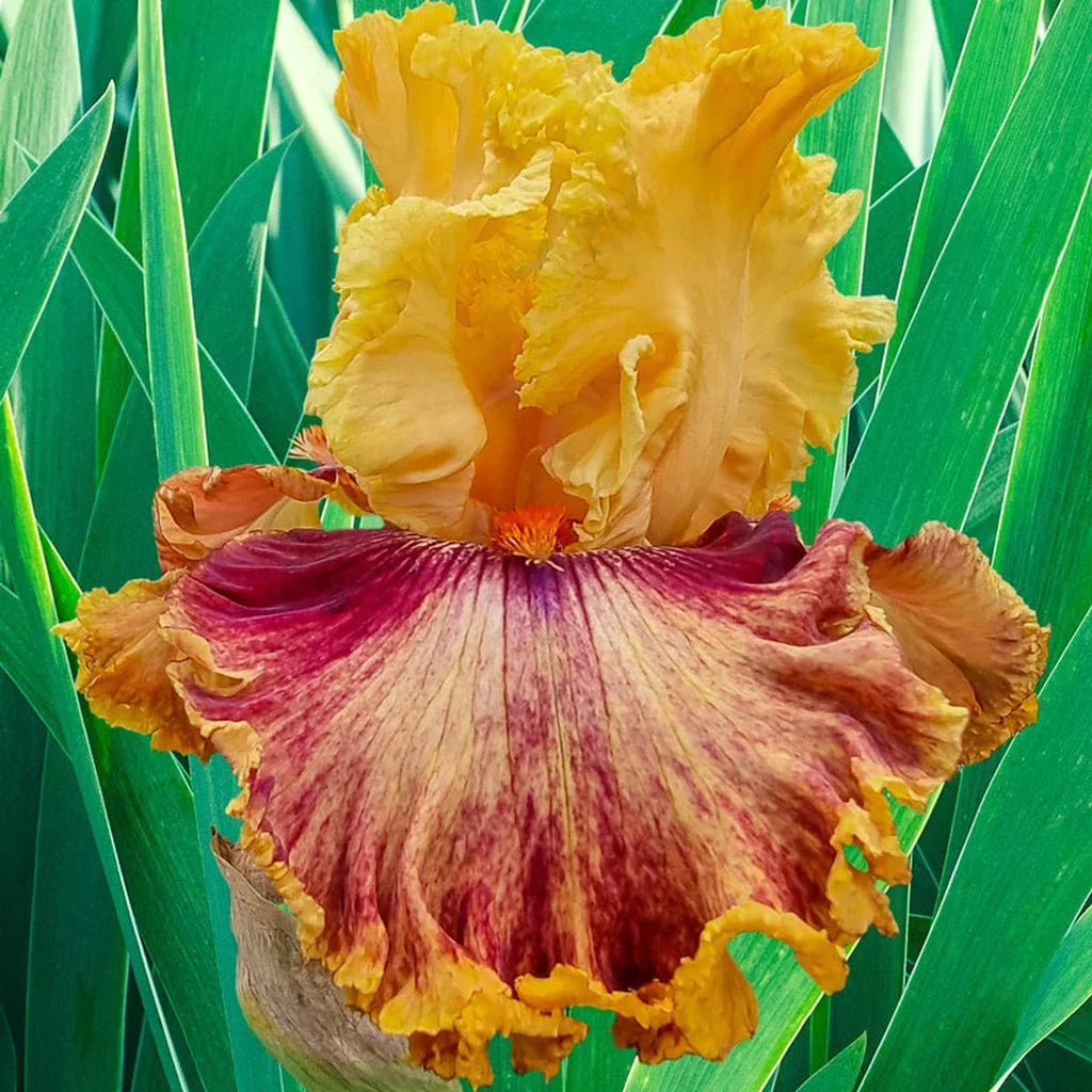 Beeks Bulbs Italian Master Bearded Iris Bulbs | Buy Online | Breck's