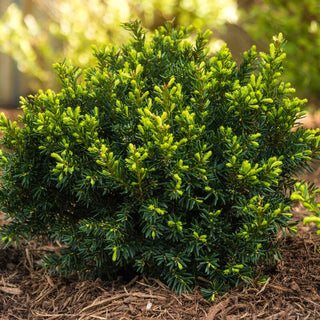 Yew Dark Green Spreader Hedge