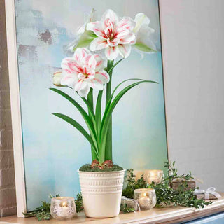 Double Amaryllis Aquaro Bulb