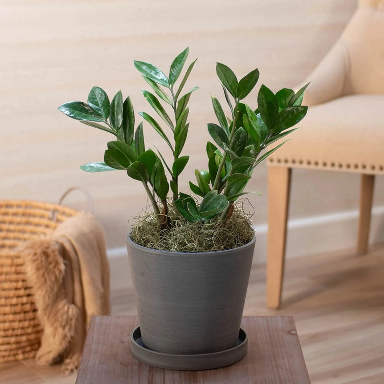 zz plant mini ZZ Plant