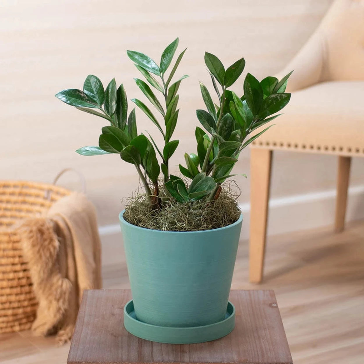 zz plant edible ZZ Plant is tropical and exotic | Houseplants