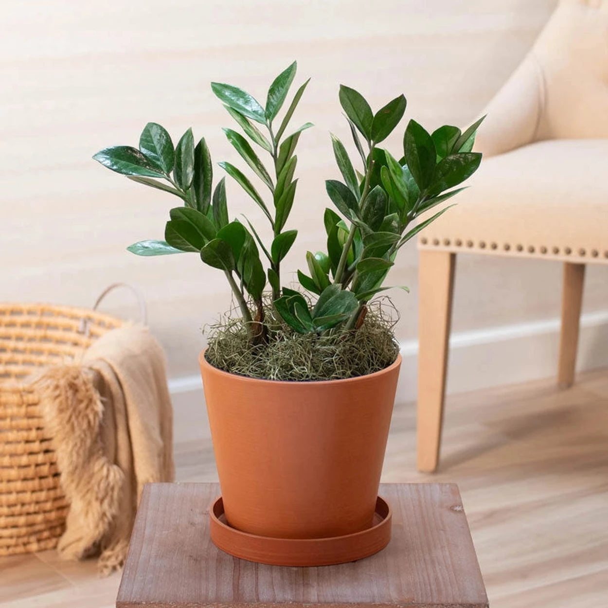 tricolor zz plant ZZ Plant is tropical and exotic | Houseplants