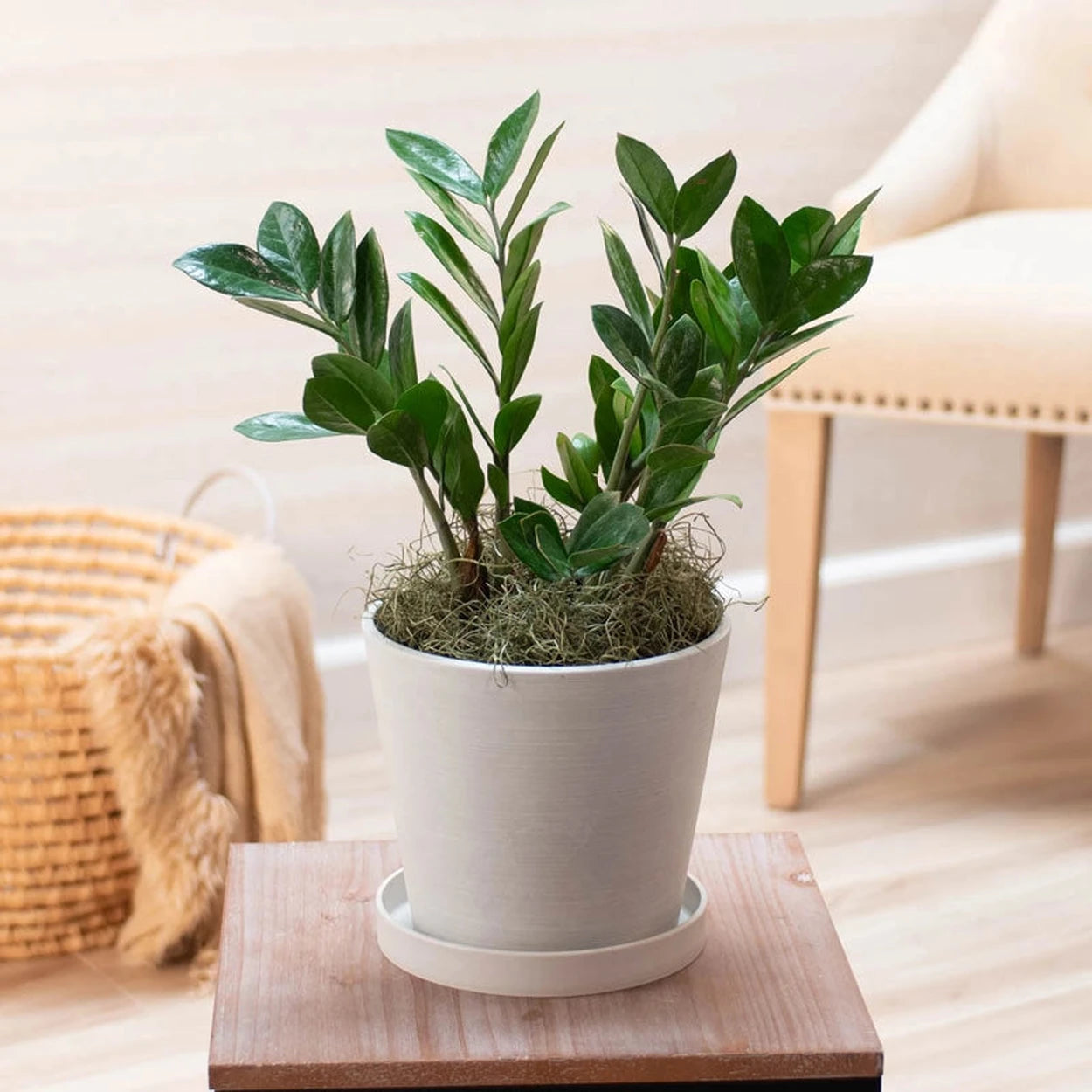 zz plant white ZZ Plant