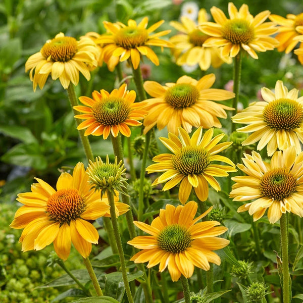 echinacea mellow yellow seeds Shop Mellow Yellow Coneflowers | Sun Perennials