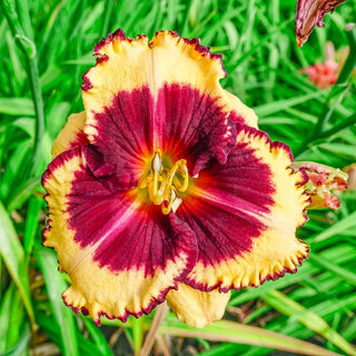 Tiger Blood Reblooming Daylily