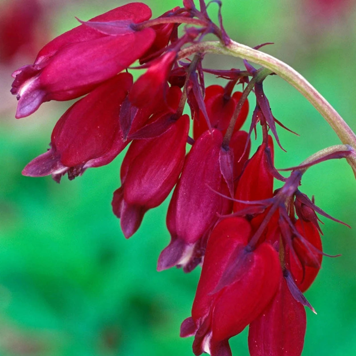 hanging plant bleeding hearts Bacchanal Bleeding Heart