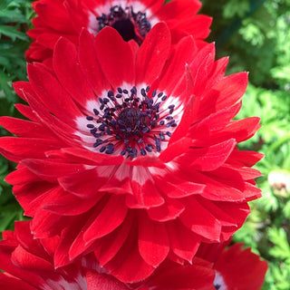 Red Double Daisy Anemone