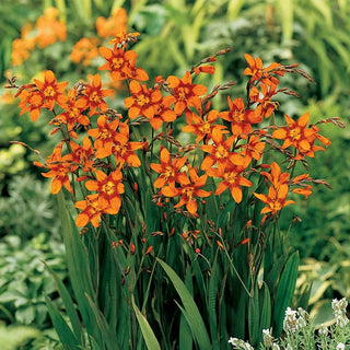 Emily McKenzie Crocosmia
