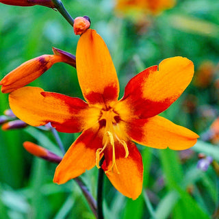 Emily McKenzie Crocosmia