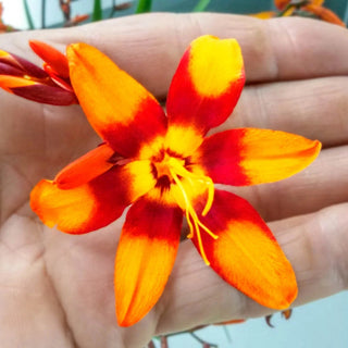 Emily McKenzie Crocosmia