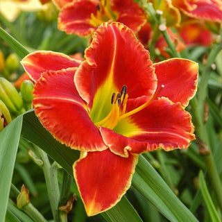 Fire And Fog Reblooming Daylily