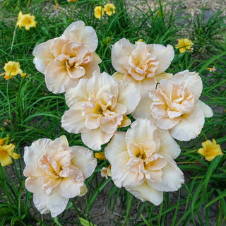 Jean Swann Reblooming Daylily