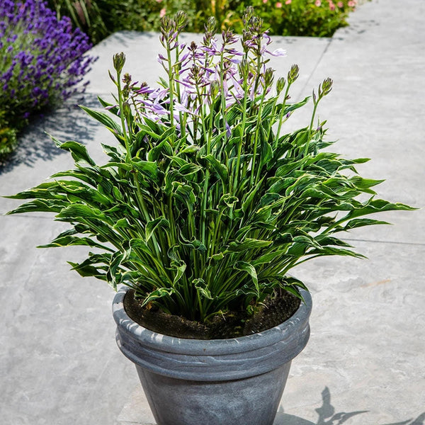 praying hands hosta companion plants Praying Hands Hosta | Shop Hostas