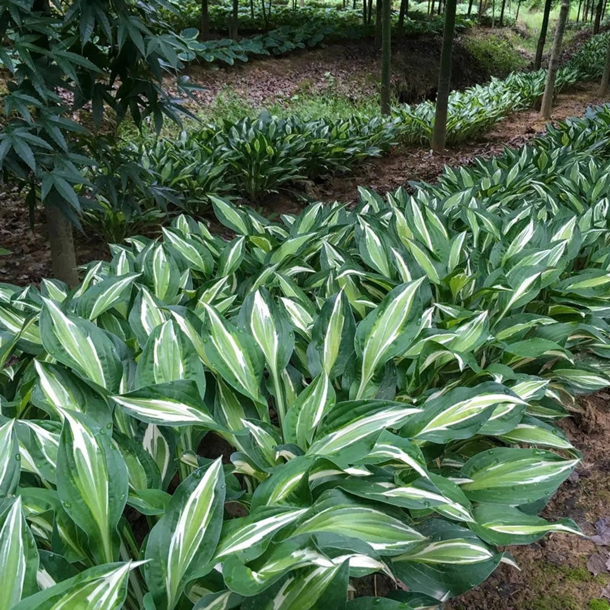 snake eyes plant Snake Eyes Hosta