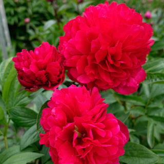 Delaware Chief Peony