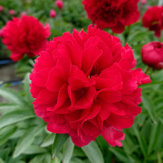 Delaware Chief Peony
