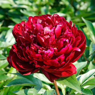 Peter Brand Peony