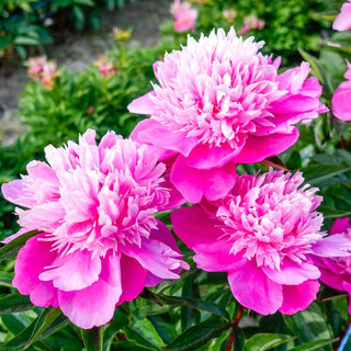 Edulis Superba Peony