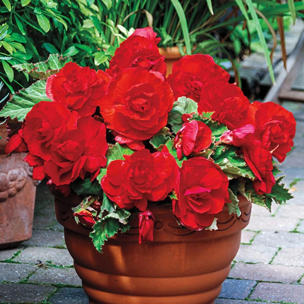 Shop Red Superba Begonias Online | Begonia Bulbs | Breck's