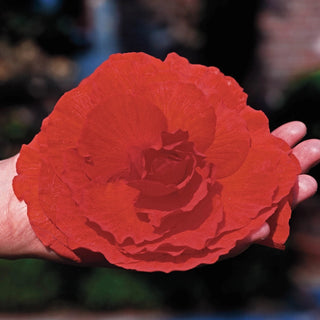 Red Superba Begonia