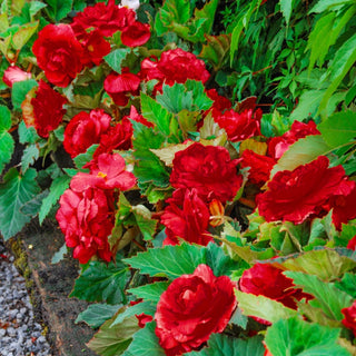 Red Superba Begonia