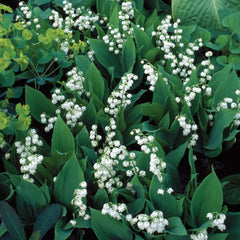 Lily-of-the-Valley Super Sak | Breck's