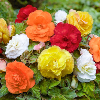 Begonia Superba Mixture Super Sak®
