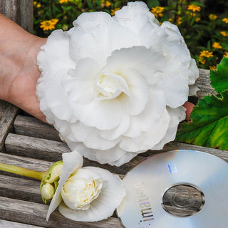 Begonia Superba Mixture Super Sak®