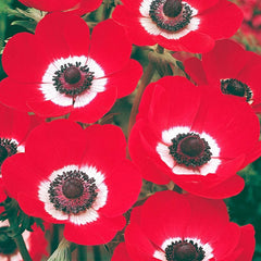 Poppy Anemone Hollandia | Breck's
