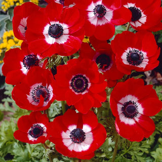 Hollandia Poppy Anemone