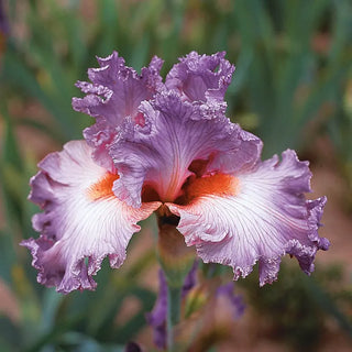 Social Graces Bearded Iris