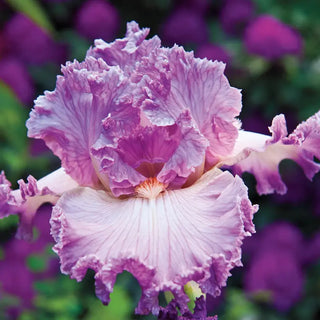 Social Graces Bearded Iris