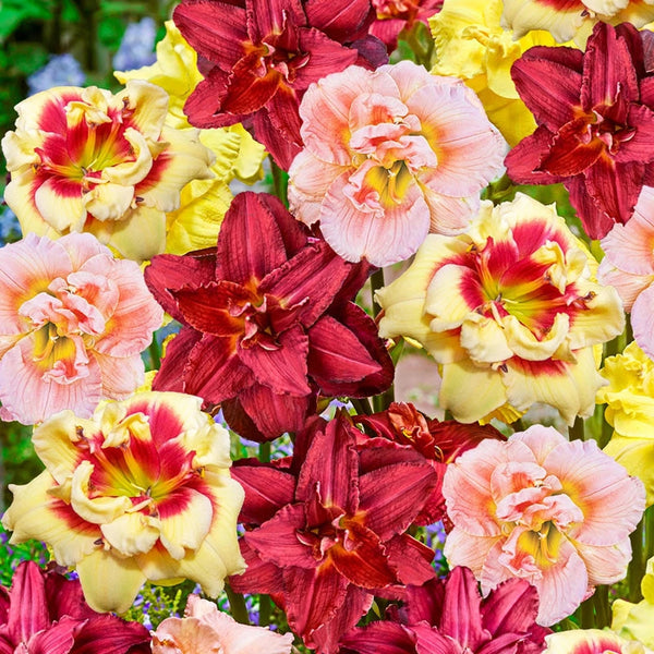 Buy Double Daylily Mixture | Daylilies for Sale | Breck's
