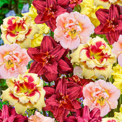 Buy Double Daylily Mixture | Daylilies for Sale | Breck's