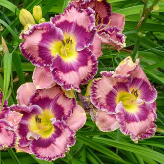 Born in California Reblooming Daylily
