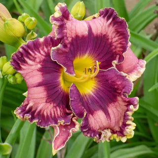 Born in California Reblooming Daylily