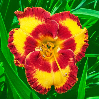 Fashion Rings Reblooming Daylily