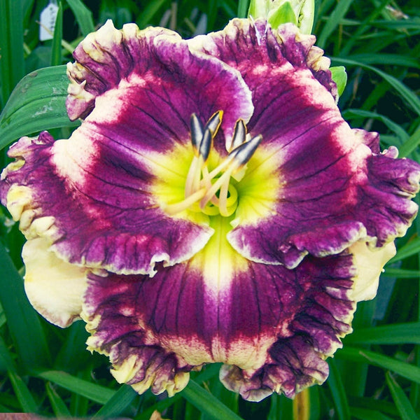 Buy Double Helix Daylily Online | Ruffled Daylilies | Breck's