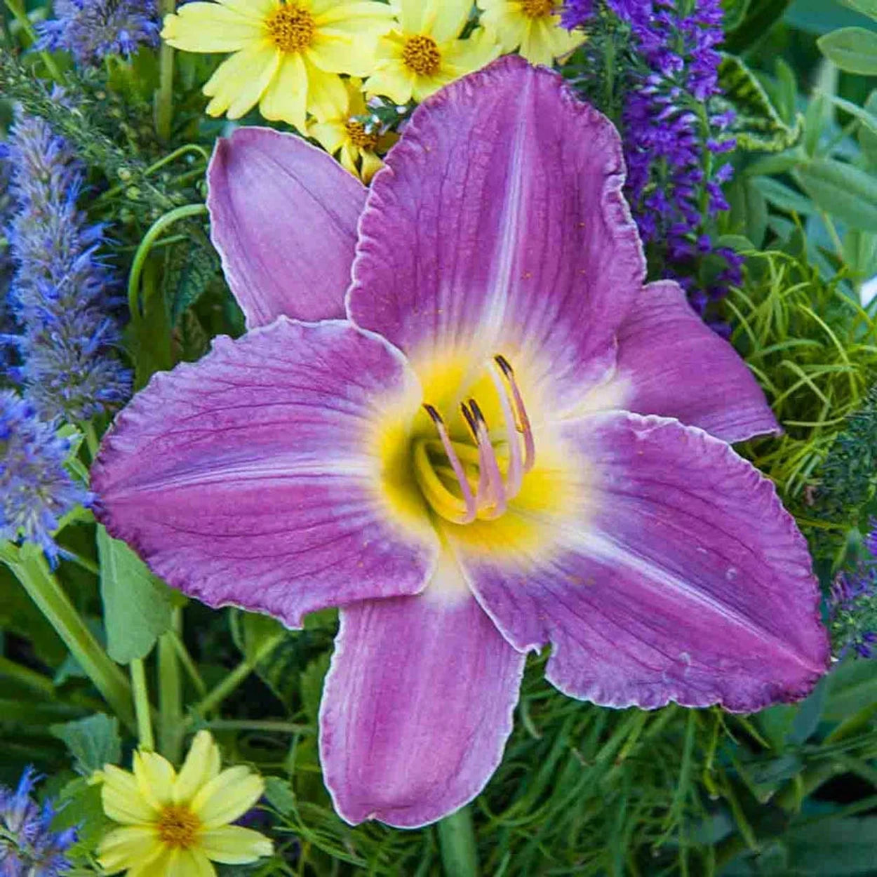 day lilies flower Prairie Blue Eyes Daylily | Buy Daylilies Online